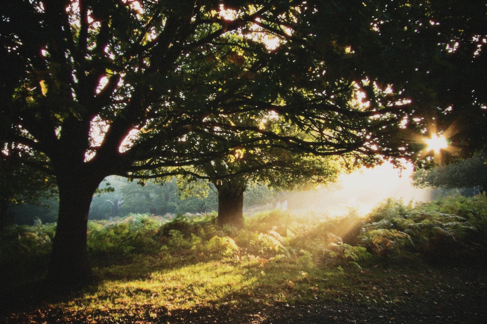 A photograph rendered with the Daydream preset, showing its relationship to Kodak Portra 400