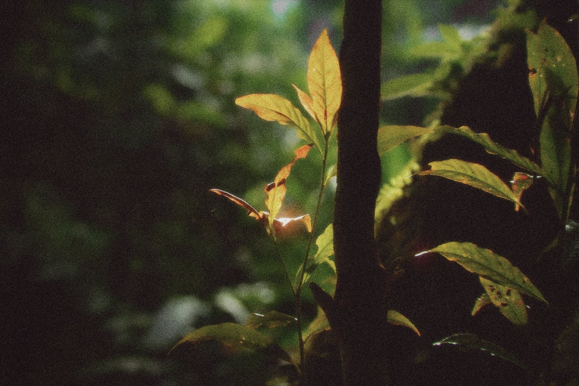 A photograph rendered with the Nostalgia preset, showing its relationship to Kodak Gold 200
