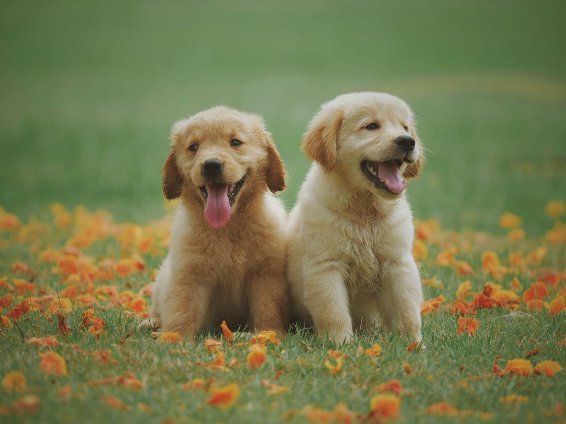 Pet Photography Guide: Camera Settings for Sharp Action Shots