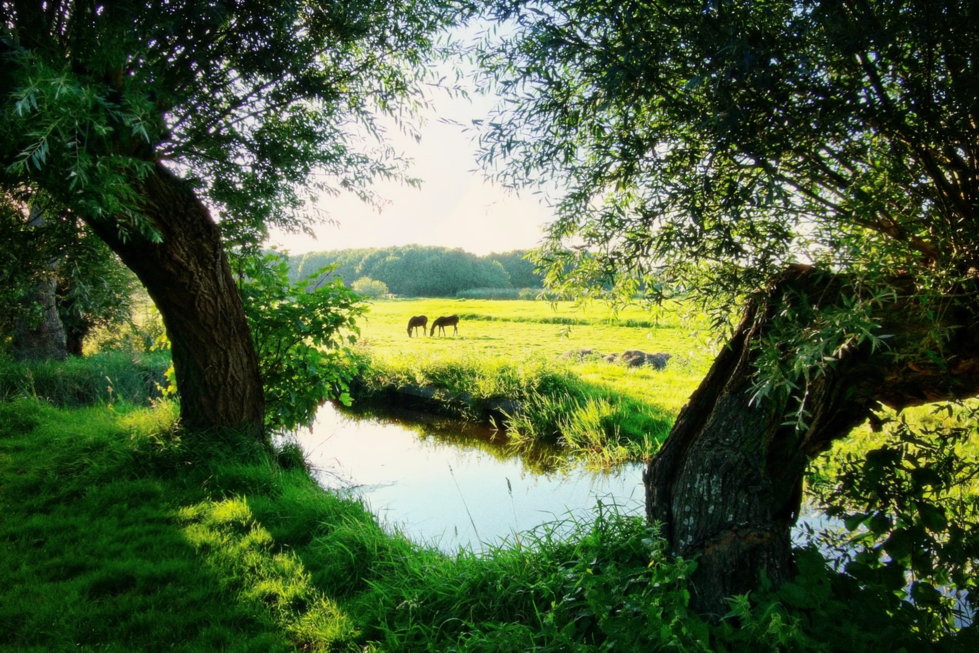 Two willow trees framing a stream and a meadow where two horses graze, rendered with the Daydream preset
