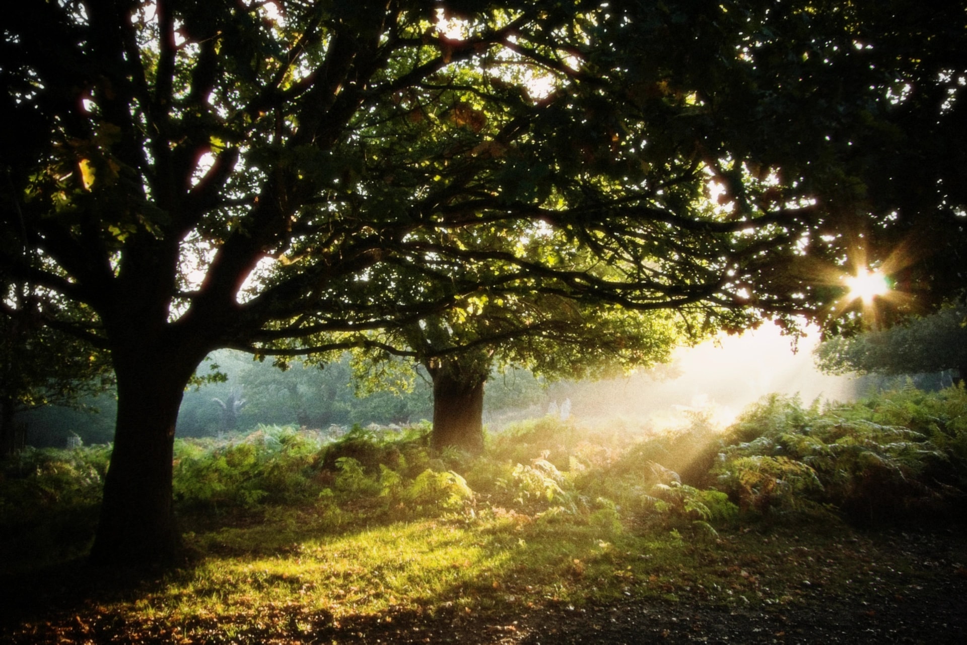 Sunlight bursting through the branches of an old tree onto a bed of ferns, rendered with the Daydream preset