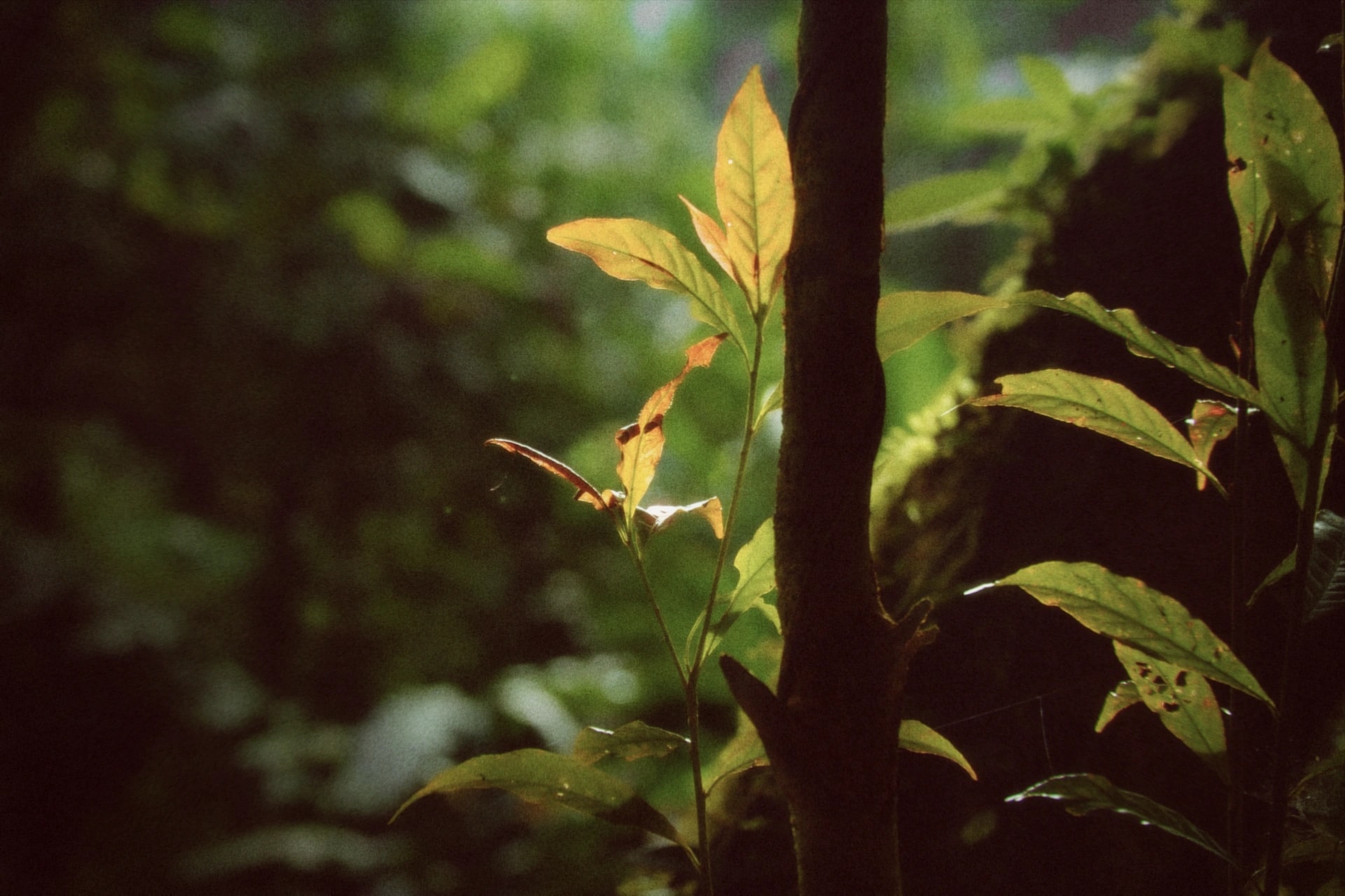 A backlit plant with yellow-green leaves in a dark forest, rendered with the Nostalgia preset