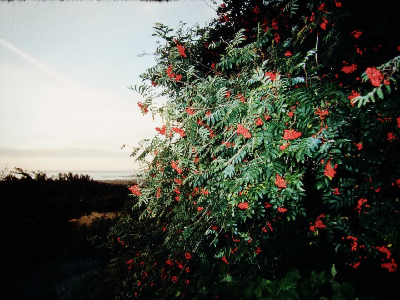 A rowan tree heavy with red berries against a pale evening sky, with density at 0