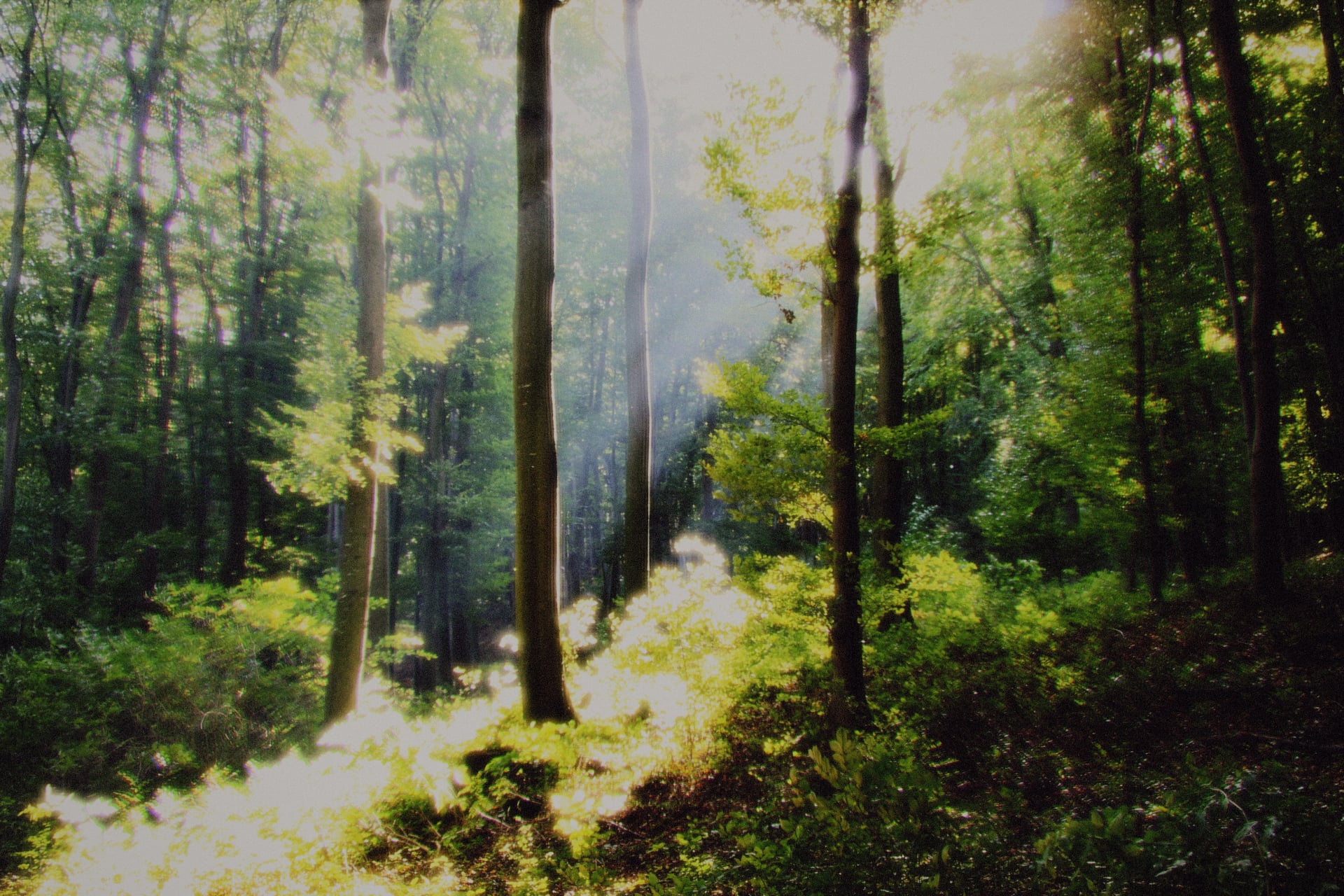 Daydream preset example