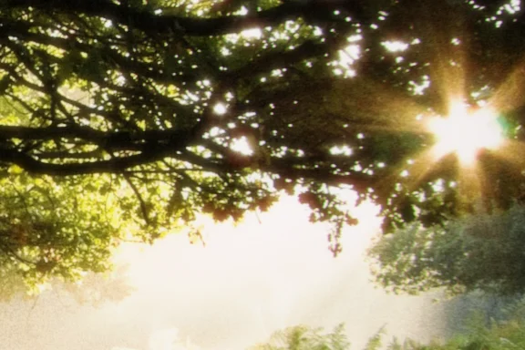 Warm glow around the sun in the leaves, a close crop of sunlight bursting through the branches of an old tree onto a bed of ferns