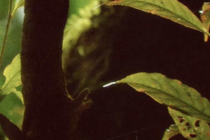 Expire drifts the green shadows red-brown, a close crop of a backlit plant with yellow-green leaves in a dark forest